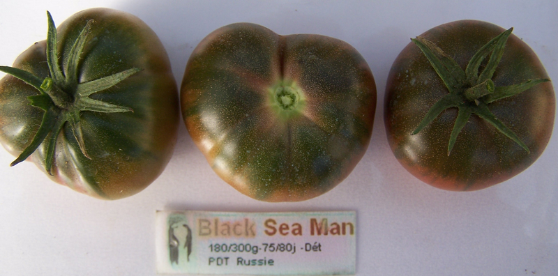 black-sea-man-36f59b0.png